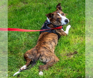 Kirby - Male Basenji-Unknown Mix Dog for Adoption - Photo #16