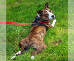 Small Photo #16 Basenji-Unknown Mix Puppy For Sale in Canton, CT, USA