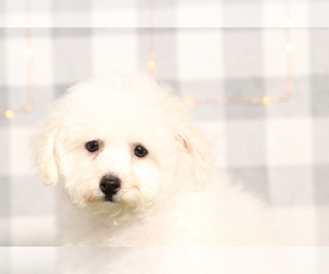 Bichon Frise Puppy for sale in MARIETTA, GA, USA