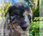 Small #4 Aussiedoodle Miniature 