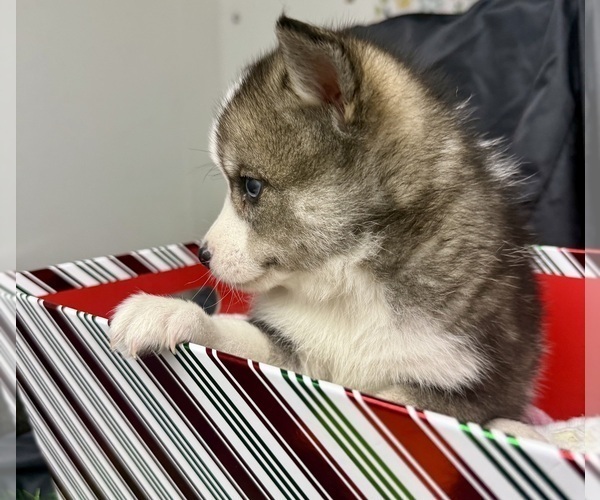 Medium Photo #62 Pomsky-Shiba Inu Mix Puppy For Sale in NASHUA, NH, USA