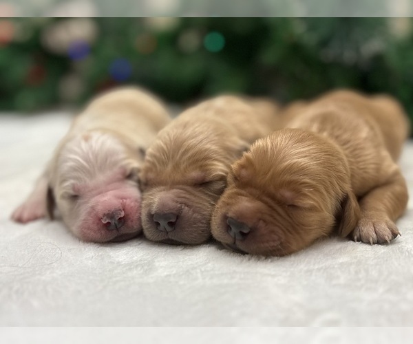 Medium Photo #14 Golden Retriever Puppy For Sale in CERES, CA, USA
