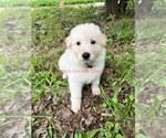 Small #3 German Shepherd Dog
