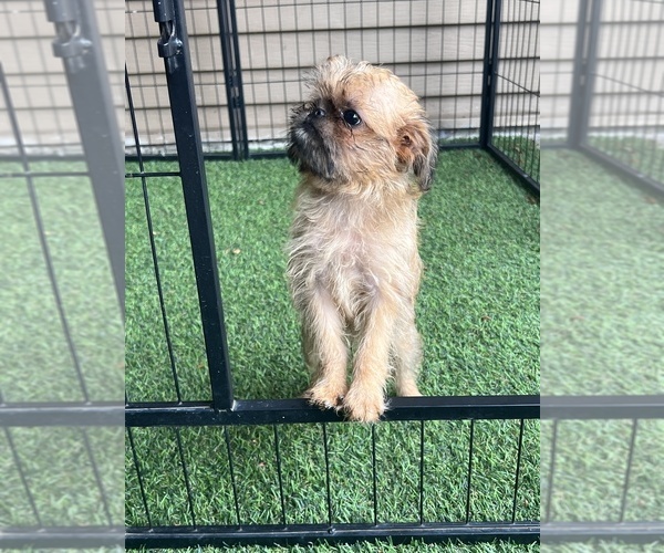 Medium Photo #2 Brussels Griffon Puppy For Sale in NILES, MI, USA