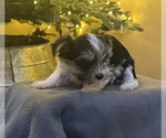 Small Photo #3 Yorkshire Terrier Puppy For Sale in HESPERIA, CA, USA