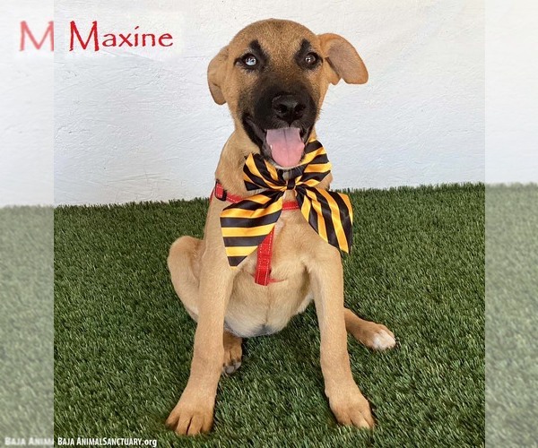 Medium Photo #1 Mutt Puppy For Sale in San Diego, CA, USA