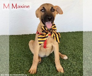 Mutt Dogs for adoption in San Diego, CA, USA