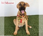 Maxine - Female Mutt Dog for Adoption - Small photo