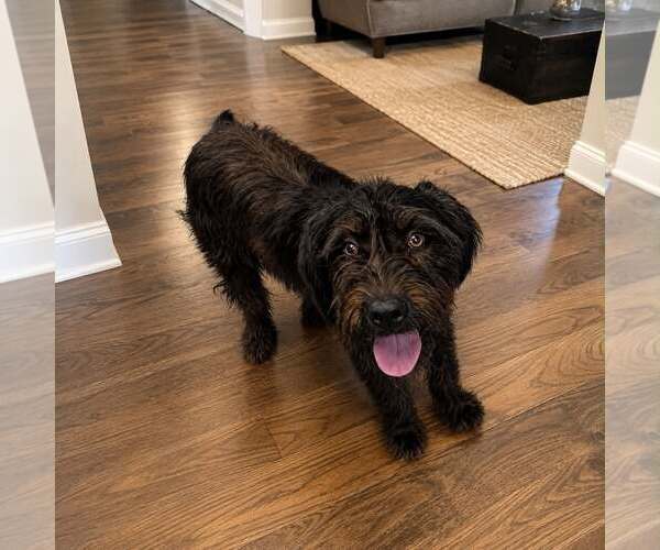 Medium Photo #2 Mutt Puppy For Sale in Shelburne, VT, USA