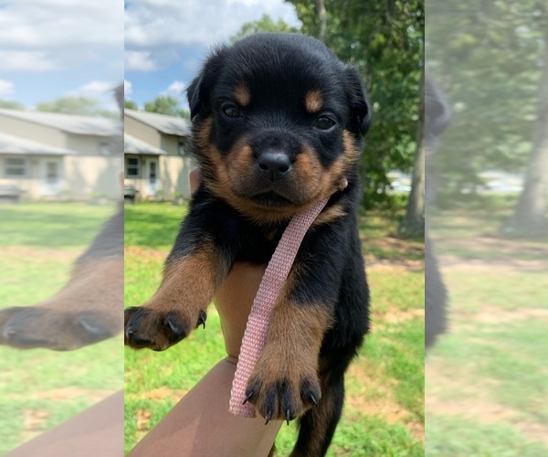 View Ad: Rottweiler Puppy for Sale near New Jersey, EAST ...