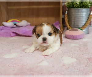 Shih Tzu Puppy for sale in SYRACUSE, IN, USA
