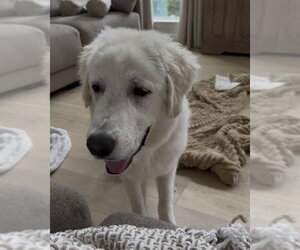 Frank - Male Great Pyrenees Dog for Adoption - Photo #3