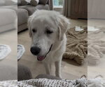 Small #2 Great Pyrenees