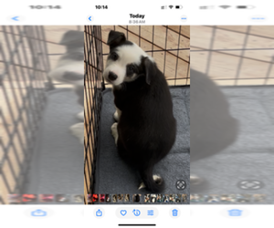 Medium Border Collie