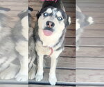 Small #4 Siberian Husky
