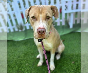 Mutt Dogs for adoption in Long Beach, CA, USA