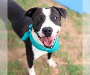 American Staffordshire Terrier-Unknown Mix Dogs for adoption in San Antonio, TX, USA