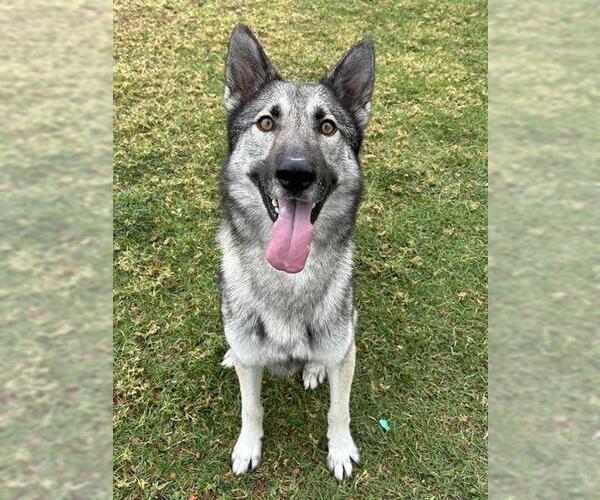 Medium Photo #2 Siberian Husky Puppy For Sale in Riverside, CA, USA