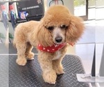 Small Photo #1 Poodle (Toy) Puppy For Sale in SAN BERNARDINO, CA, USA