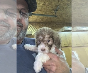 Poodle (Standard) Puppy for Sale in LYNNVILLE, Indiana USA
