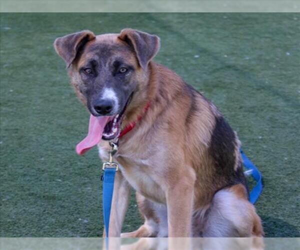 Medium Photo #2 German Shepherd Dog-Unknown Mix Puppy For Sale in Martinez, CA, USA