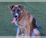 Small #1 German Shepherd Dog Mix