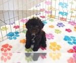Dexter - Male Cockapoo (Toy)-Poodle (Toy) Mix Puppy for Sale - Photo #9