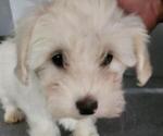 Small Photo #4 Coton de Tulear Puppy For Sale in LAGRANGE, IN, USA