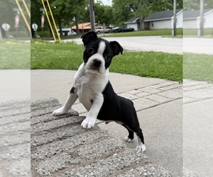 Boston Terrier Puppy for sale in GARFIELD, AR, USA