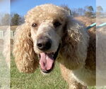 Small #5 Poodle (Standard)