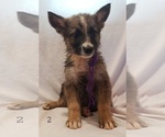 Small Photo #6 German Shepherd Dog Puppy For Sale in CLANTON, AL, USA