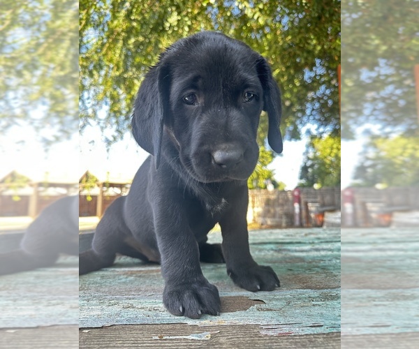 Medium Photo #8 Labrador Retriever Puppy For Sale in CLOVIS, CA, USA