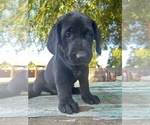 Small #7 Labrador Retriever