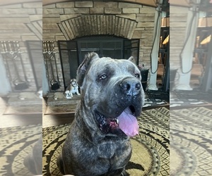 Father of the Cane Corso puppies born on 06/13/2025