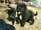 Small Photo #3 Newfoundland Puppy For Sale in CLINTON, AR, USA
