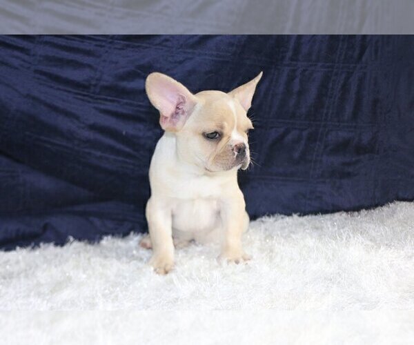 Medium Photo #3 French Bulldog Puppy For Sale in CORAL SPRINGS, FL, USA