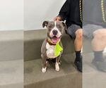 Small American Pit Bull Terrier Mix