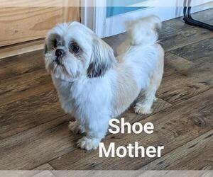 Mother of the Shih Tzu puppies born on 12/05/2023