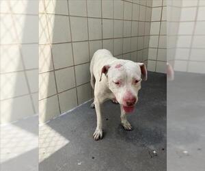 American Pit Bull Terrier-Unknown Mix Dogs for adoption in Corpus Christi, TX, USA