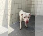 Small American Pit Bull Terrier Mix