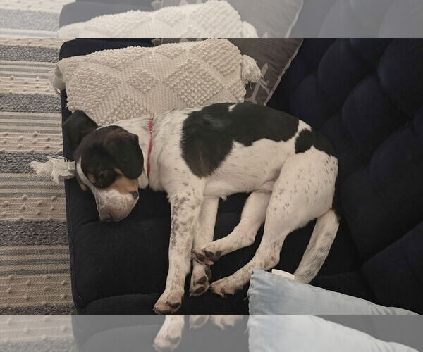 Medium Photo #8 Beagle-Unknown Mix Puppy For Sale in Minneapolis, MN, USA