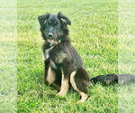 Small Australian Shepherd Mix