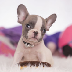 Medium French Bulldog