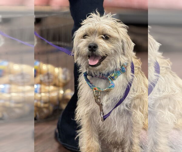 Medium Photo #2 Mutt Puppy For Sale in Fort Worth, TX, USA