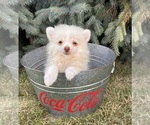 Small #2 Pomeranian