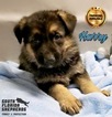 Small Photo #5 German Shepherd Dog Puppy For Sale in MIAMI, FL, USA