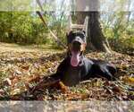 Small #14 Doberman Pinscher