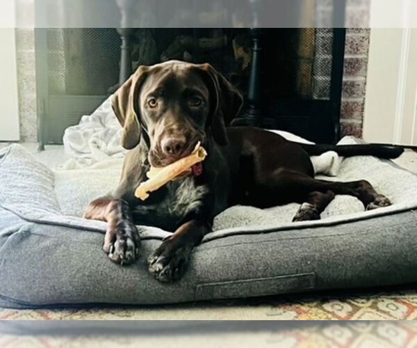 Medium Photo #1 German Shorthaired Pointer Puppy For Sale in Forest, VA, USA