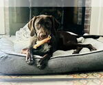 Small German Shorthaired Pointer