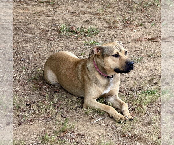 Medium Photo #2 Boxer-Unknown Mix Puppy For Sale in Southbury, CT, USA